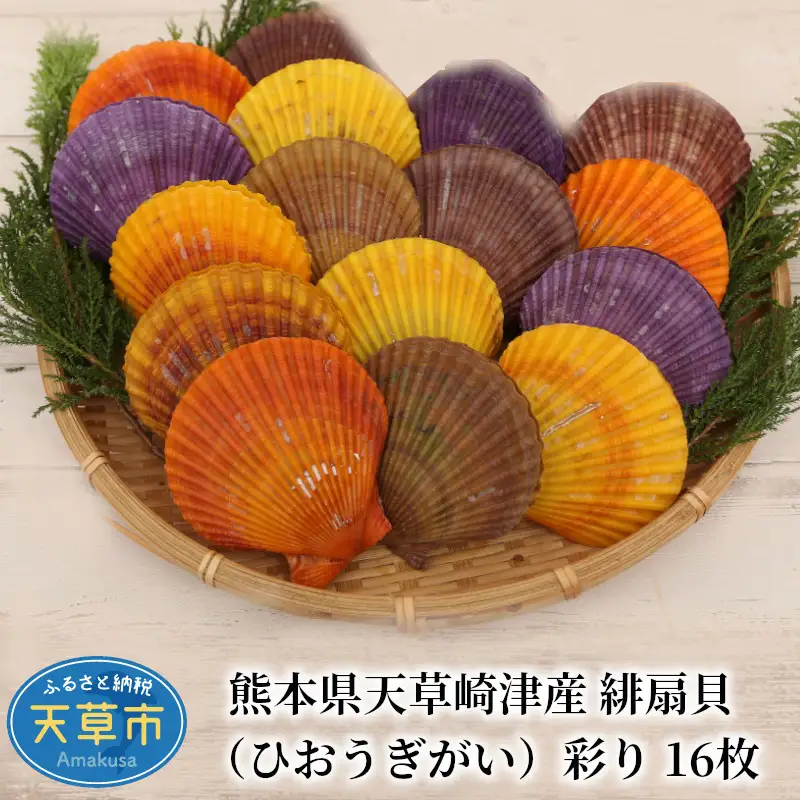 S021-003B_熊本県天草崎津産 緋扇貝（ひおうぎがい）彩り 16枚