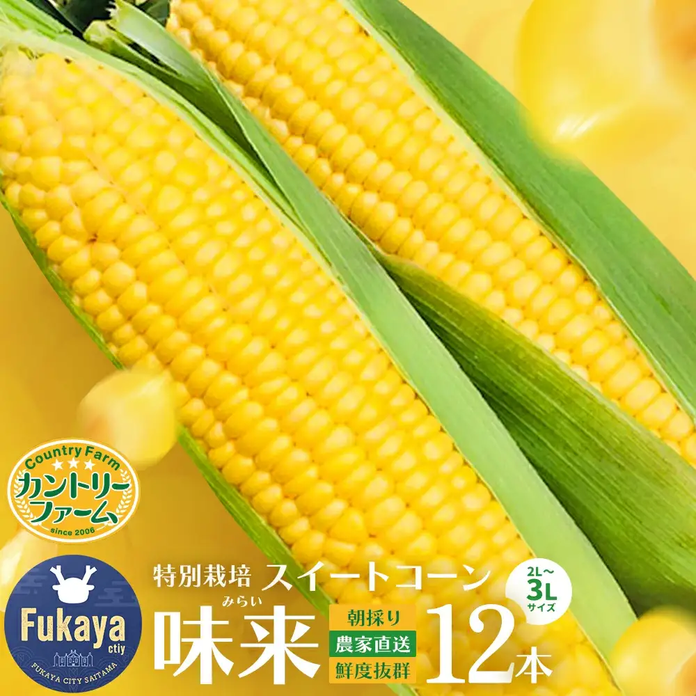 ＜先行受付：6月中旬以降出荷予定＞【農家直送】朝採りトウモロコシ『味来（みらい）』12本　ジュワッと弾ける美味しさ！　【11218-0469】 