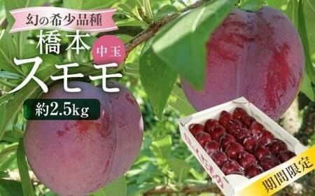 【先行予約 8月上旬～中旬発送】幻の希少品種 橋本スモモ 約2.5kg（35個前後入り）| 中玉 すもも プラム 果物 フルーツ 甘酸っぱい 希少 産地直送 旬 飛騨高山 山本果樹園 MA004