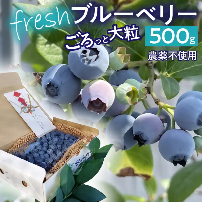 【2026年発送先行予約】南アルプス市産 【農薬不使用】ごろっと大粒フレッシュブルーベリー 500g入り ALPBL002