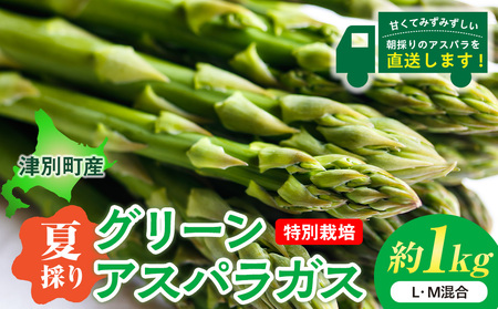 【R8年産】アスパラガス（夏採り）特別栽培 約1kg 細川農園 | グリーンアスパラ グリーンアスパラガス アスパラ 野菜 春野菜 朝採れ 新鮮 極太 サラダ 天ぷら 炒め物 旬 特産 産地直送 北海道 津別町 送料無料