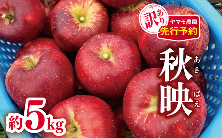 訳あり 秋映（あきばえ）約5kg 【2026年先行予約】 | ヤマモ農園