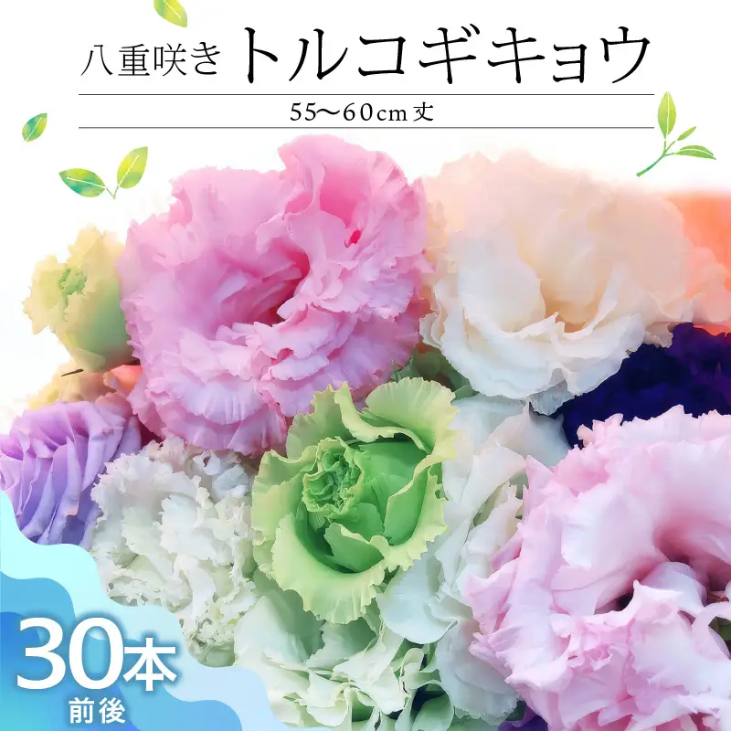 生花 八重咲きトルコギキョウ 60cm規格 30本前後〔Hf023〕