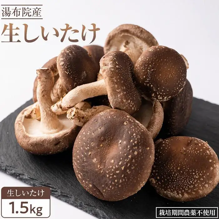 【全国銅賞受賞】湯布院産 生しいたけ  大きめ1.5kg｜栽培期間農薬不使用 | 生しいたけ