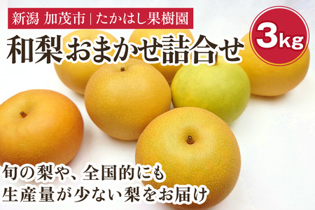 【2026年先行予約】たかはし果樹園 謹製 新潟県産和梨 内容おまかせ詰め合わせ 約3kg《8月下旬～順次配送》