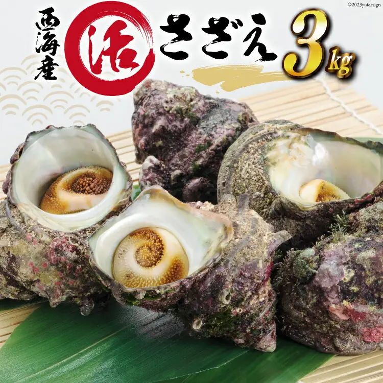 【能登半島 漁協直送！】活 サザエ 計3kg前後 [JF西海 石川県 志賀町 AM4236]