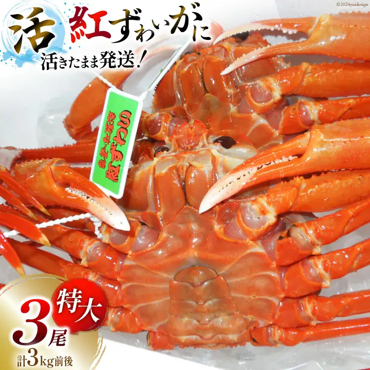 【能登半島 漁協直送】 活紅ズワイガニ (特大サイズ) 3尾（合計３kg前後） [JF西海 石川県 志賀町 AM4222]