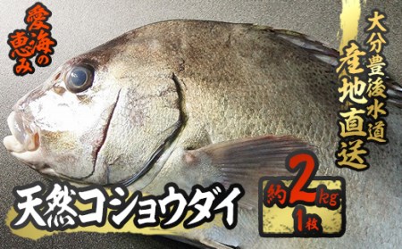 天然 コショウダイ (約2kg・1枚) 直送 産直 漁師 魚 鮮魚 天然 コショウタイ 鯛 白身魚 獲れたて 刺身 寿司 煮つけ 塩焼き 冷蔵 豊後水道 鮮魚 大分県 佐伯市 愛海の恵み【CS08】【 (有)丸昌水産】