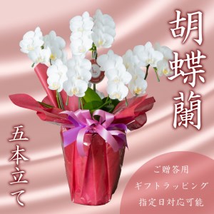 胡蝶蘭 5株 花 ギフト 記念日 お祝い 胡蝶蘭