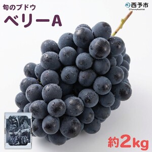 先行予約＜旬のブドウ「ベリーA」約2kg＞ 果物 フルーツ ぶどう 葡萄 甘い おいしい 期間限定 季節限定 食べて応援 特産品 愛媛県 西予市【冷蔵】『2026年8月中旬から9月上旬迄に順次出荷予定』URK0001
