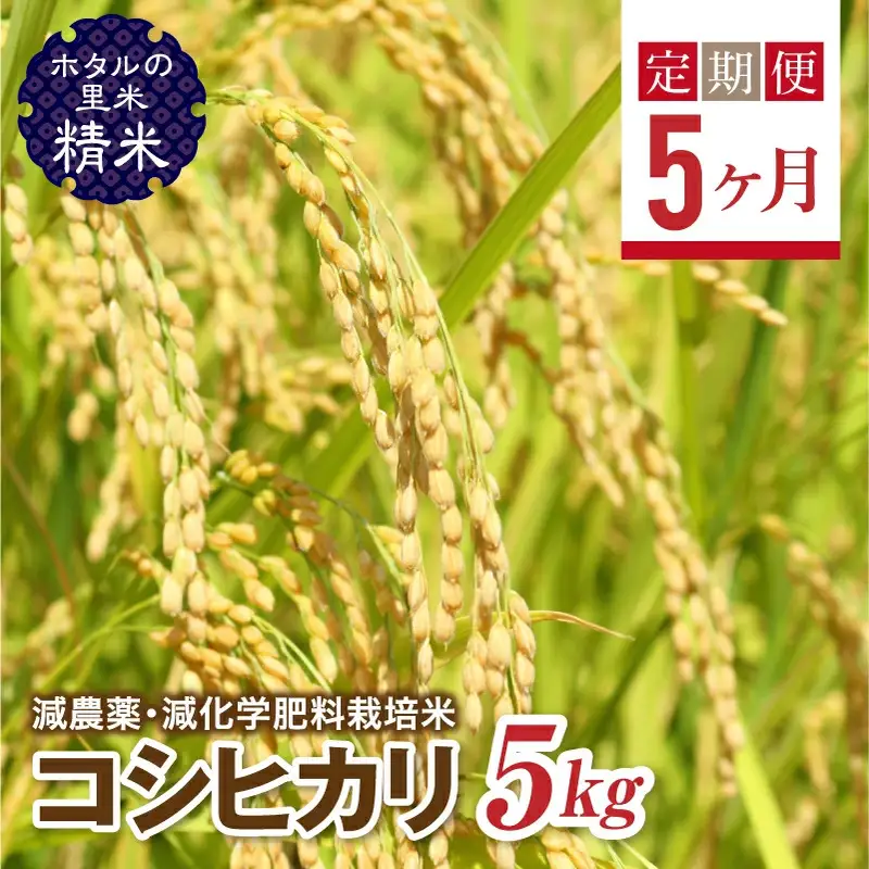  ＜定期便5ヶ月＞【ホタルの里米】環境に配慮し農薬を減らした栽培米 コシヒカリ精米5kg  F4D-2271