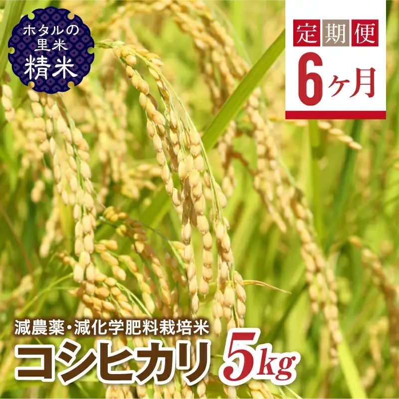  ＜定期便6ヶ月＞【ホタルの里米】環境に配慮し農薬を減らした栽培米 コシヒカリ精米5kg  F4D-2272