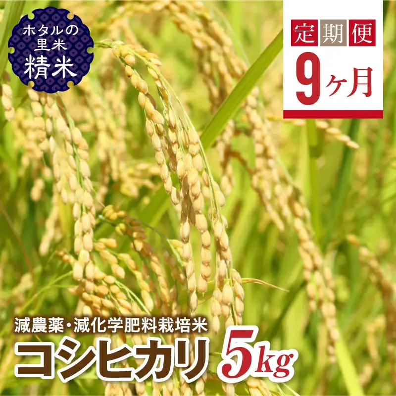  ＜定期便9ヶ月＞【ホタルの里米】環境に配慮し農薬を減らした栽培米 コシヒカリ精米5kg  F4D-2275