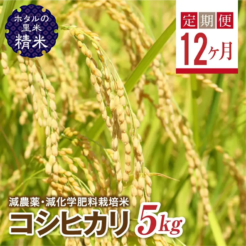  ＜定期便12ヶ月＞【ホタルの里米】環境に配慮し農薬を減らした栽培米 コシヒカリ精米5kg  F4D-2278