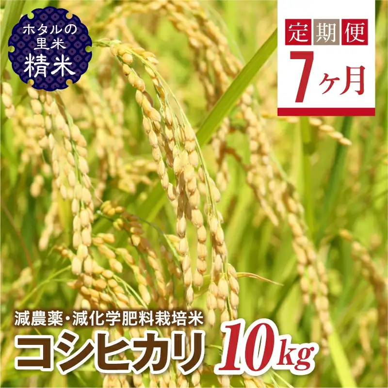  ＜定期便7ヶ月＞【ホタルの里米】環境に配慮し農薬を減らした栽培米 コシヒカリ精米10kg  F4D-2297