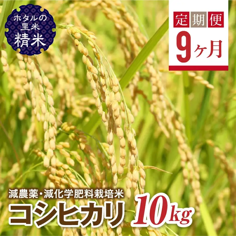  ＜定期便9ヶ月＞【ホタルの里米】環境に配慮し農薬を減らした栽培米 コシヒカリ精米10kg  F4D-2299