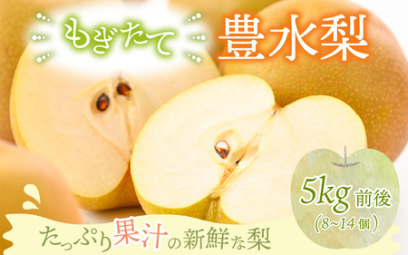 【先行予約】【豊水梨】5kg前後 (8～14個) もぎたて！たっぷり果汁の新鮮な梨をお届け！【2026年8月下旬以降順次発送予定】【梨 なし 和梨 フルーツ 甘い みずみずしい 果実 果物 新鮮 お土産 贈り物 旬の果物】 [A-15004]