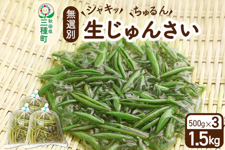生じゅんさい無選別 1.5kg(500g×3袋)《冷蔵》（2026年5月中旬(収穫後)から7月末、順次発送予定）朝採りして当日発送！