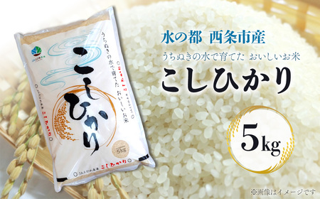 米 コシヒカリ 5kg 精米 愛媛県西条市産【令和7年産】