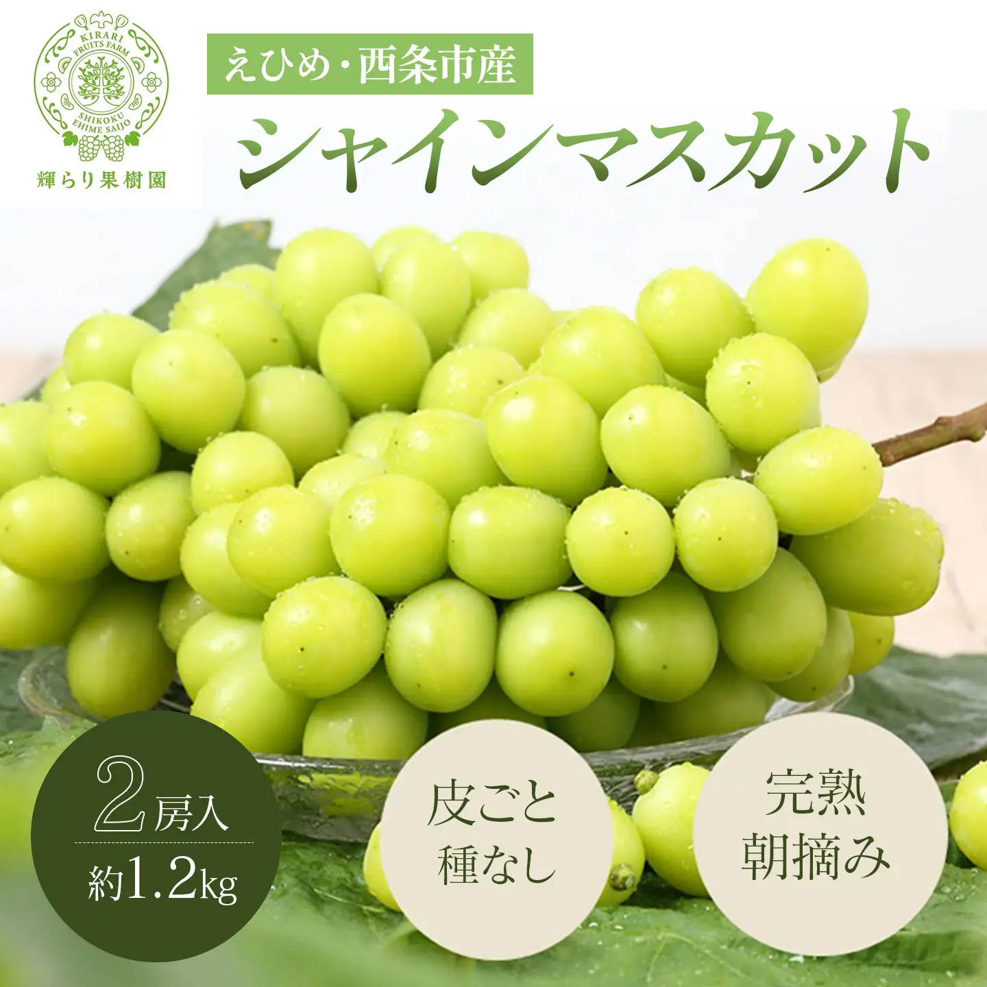完熟朝摘みシャインマスカット 2房（1.2㎏）　シャインマスカット 夏ぶどう【7月下旬より発送】