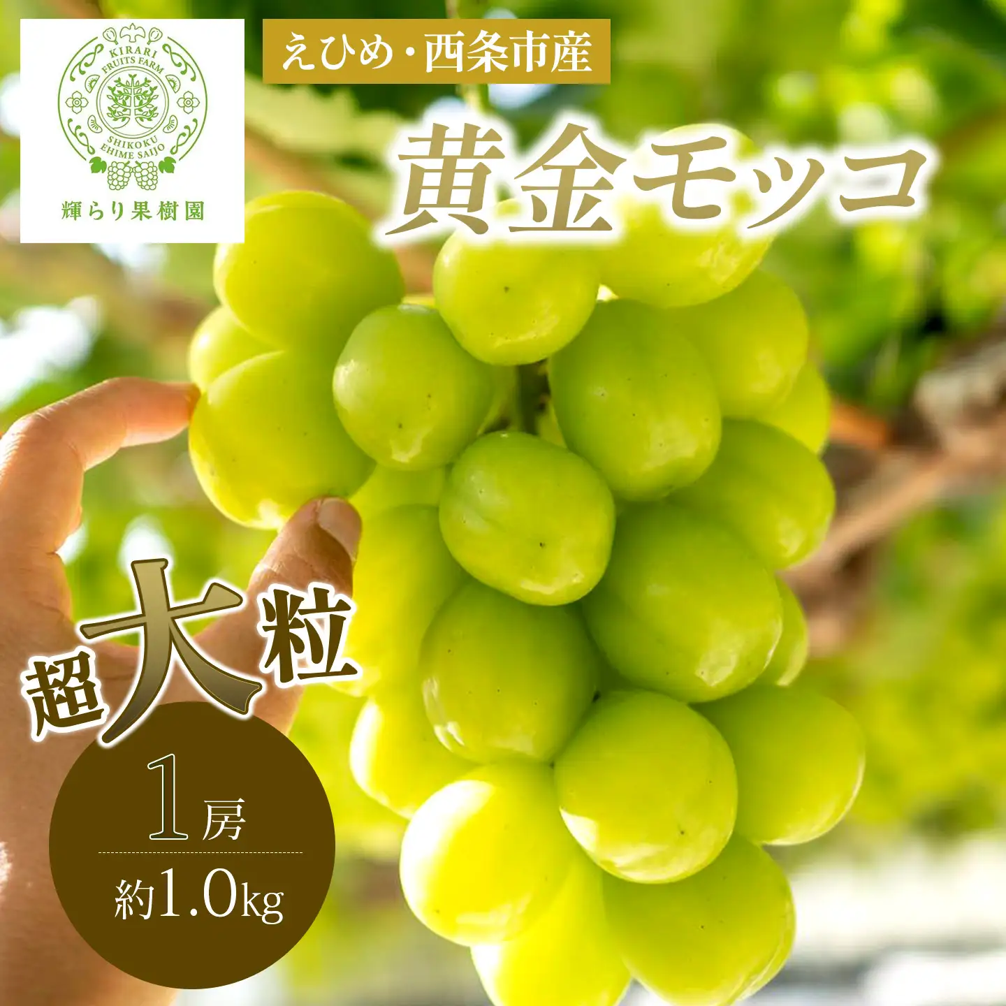 完熟朝摘み 超大粒ぶどう 黄金モッコ（雄宝） 1房（1㎏）【7月下旬～発送開始】　夏ぶどう