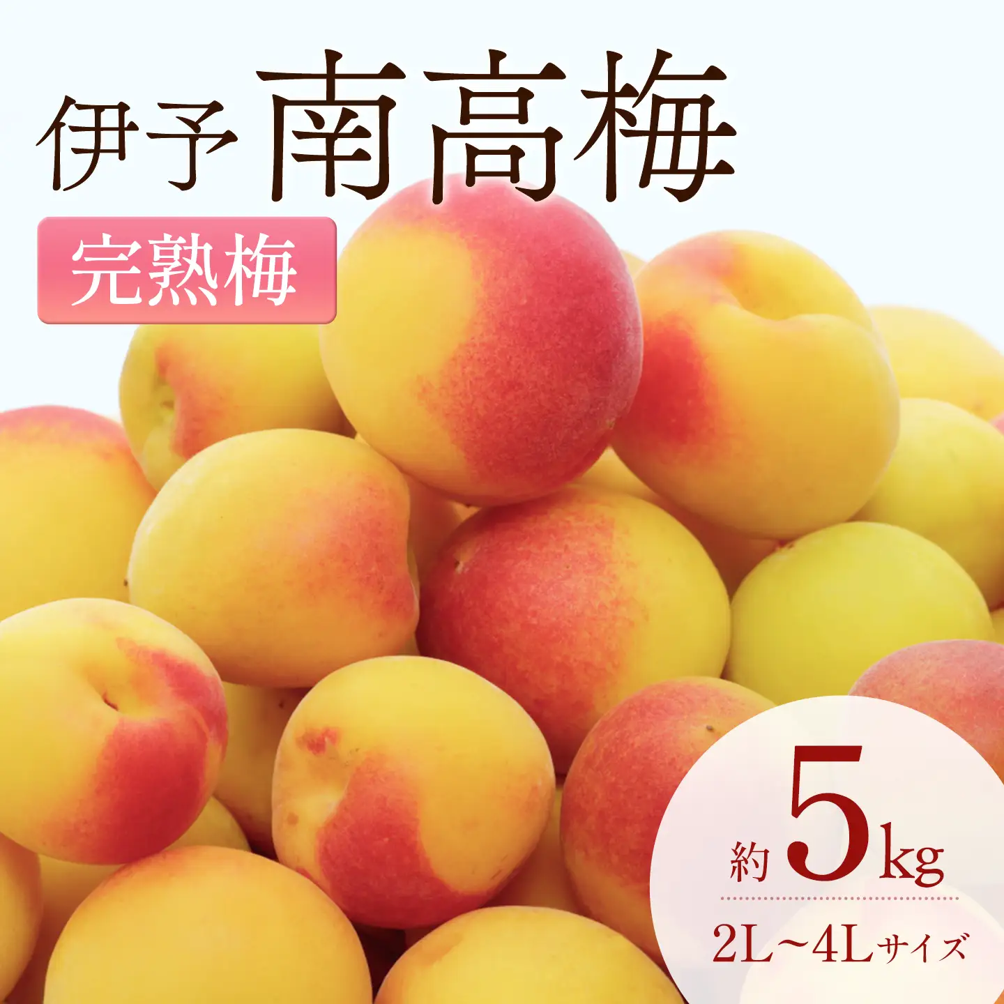 【2026年6月下旬以降発送】伊予南高梅(木成り完熟梅) 約5kg〈2L～4Lサイズ〉