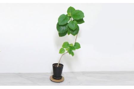 Korokoro Flower planter OK｜ フラワープランター スタンド