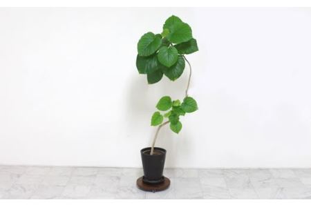 Korokoro Flower planter WN｜ フラワープランター スタンド