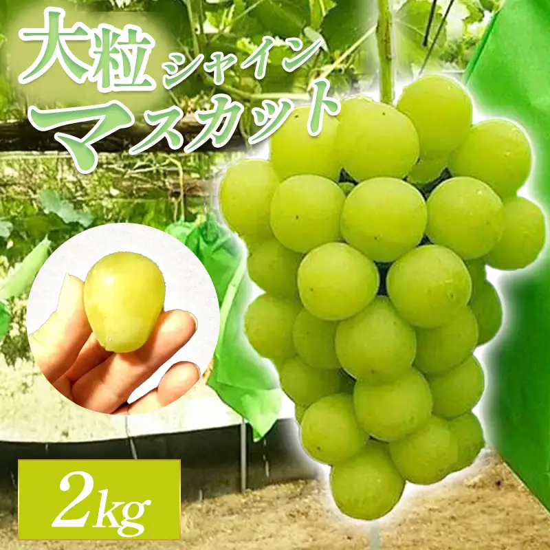 C-289 大粒シャインマスカット　2kg