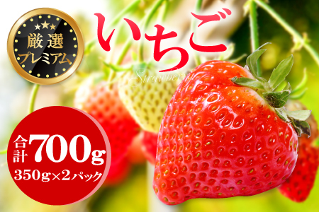 A-509 厳選プレミアム いちご（350g×2パック）
