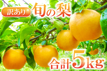 A-681 訳あり梨 5kg（規格外・家庭用）