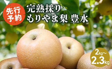 完熟採り　もりやま梨（豊水）2キロ～2.3キロ【先行予約】 CW-0001