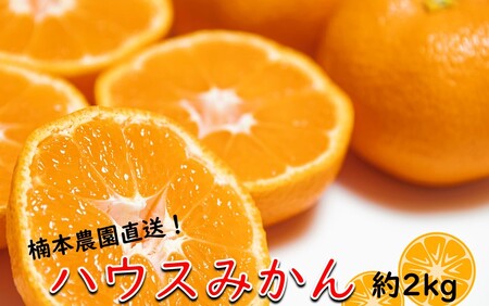 【7月上旬から発送予定】楠本農園直送！こだわりハウスみかん 約2kg_1984R