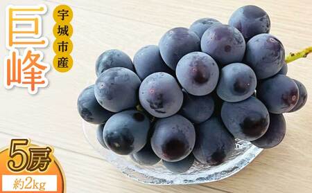 【先行予約】 巨峰 約2kg 5房 【2026年8月上旬-2026年8月下旬発送予定】