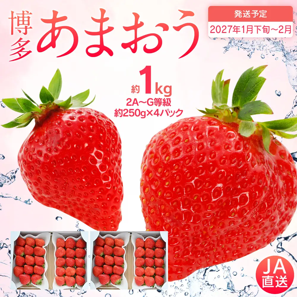 先行予約 あまおう 合計約1kg 約250g×4パック 福岡県産 九州 イチゴ いちご 苺 果物 くだもの フルーツ 送料無料  【2027年1月下旬～2月順次発送予定】