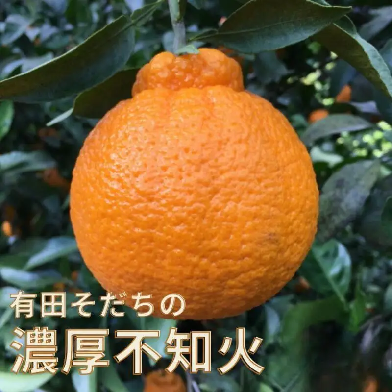 【先行予約】有田育ちの濃厚 不知火 ( デコポン と同品種)( 訳あり 家庭用 )  10kg+200g(痛み補償分)　※北海道・沖縄・離島配送不可【ard023C】