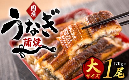 うなぎ 【大型】国産鰻の蒲焼き化粧箱入 1尾約2人前【uot714A】