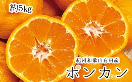 紀州和歌山有田産ポンカン 5kg ※2027年1月下旬頃～2027年2月上旬頃に順次発送（お届け日指定不可）/ ぽんかん みかん 果物 みかん 柑橘 フルーツ 和歌山県 ミカン【uot722】