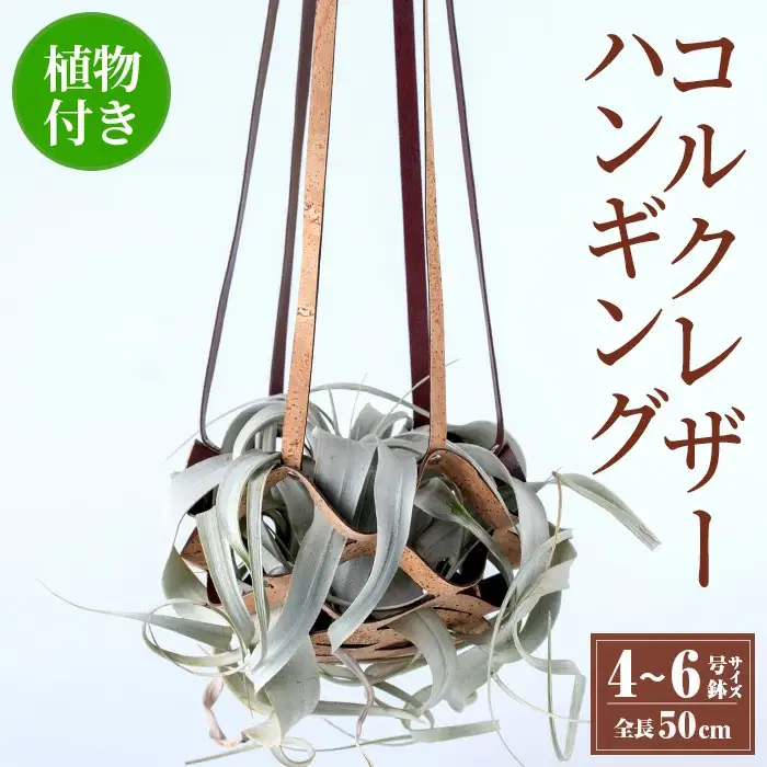 観葉植物 コルクレザー ハンギング (植物セット) 観葉植物 プラントハンガー 吊り下げ 【kurk PLANT LEATHER】 i617