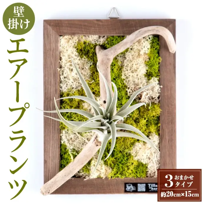 観葉植物 エアープランツ フレーム タイプ (茶色)  観葉植物 壁かけ 【kurk PLANT LEATHER】 i621