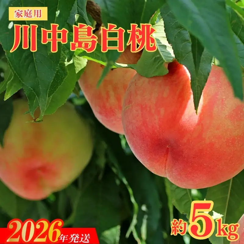 No.2156福島のもも　家庭用川中島白桃　約5kg【2026年発送 先行予約】