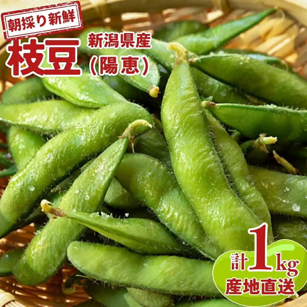先行予約 枝豆 陽恵 1kg 新潟県産 枝玉