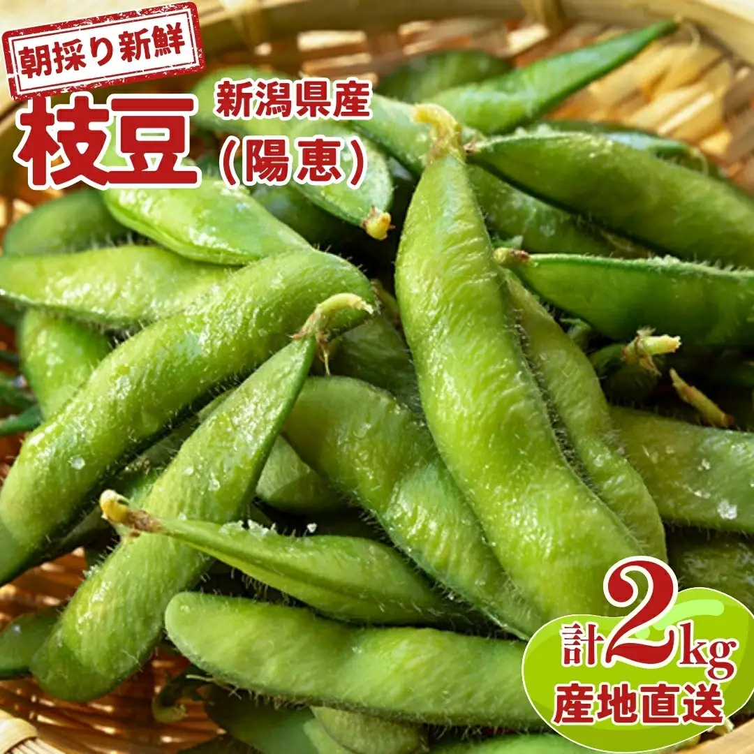 【先行予約】枝豆 2kg 朝採り枝豆をお届け [2026年発送分] 令和8年産 新潟県産 枝豆（陽恵） 朝採り枝豆 採れたて枝豆 新鮮 枝豆  [堀川農園]【020S016】