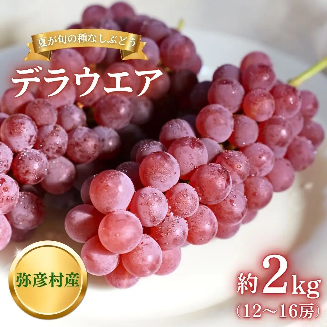 【令和8年産 先行予約】 デラウェア ぶどう 種なし 約2kg (12～16房)  デラウエア 新潟県 弥彦村