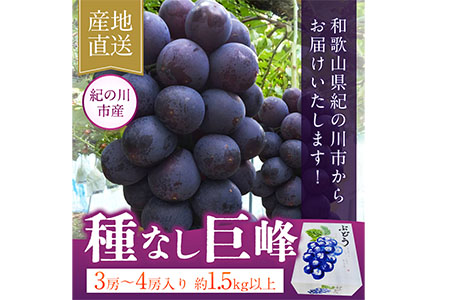 ぶどう 巨峰 種なし巨峰 3房～4房入り 約1.5kg以上 ｍ＆ｎ果実園《8月上旬-8月末頃出荷》和歌山県 紀の川市