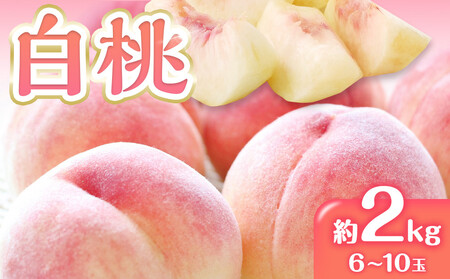 先行予約 白桃 桃 約2kg 6-10玉入り ジューシーな果汁と果肉が自慢 | 桃桃桃桃桃