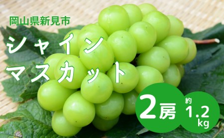 新見のシャインマスカット 約1.2kg 2房 【先行予約 10月上旬～中旬発送】