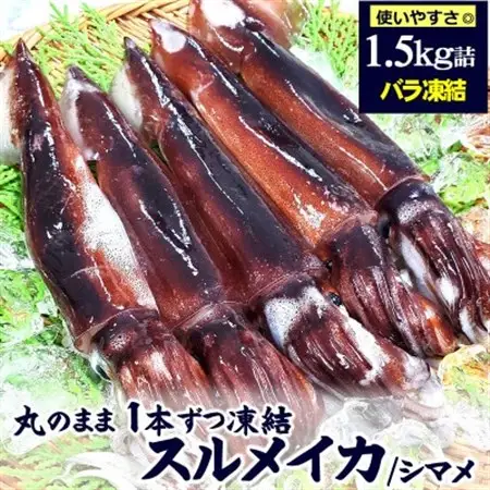 スルメイカ(冷凍)たっぷり約1.5kg　サイズ不揃い　兵庫県新温泉町　【配送不可地域：離島】【1318898】