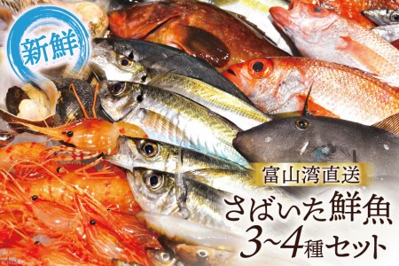 魚 富山湾直送 さばいた鮮魚セット 3～4種 旬 新鮮 鮮魚 刺身 詰め合わせ 産地直送 冷蔵/くろべ漁業協同組合 魚の駅「生地」/富山県 黒部市 海鮮 魚介類 魚介 