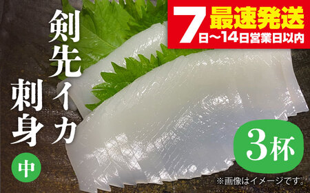 剣先イカ 刺身 （中） 3杯  [JEW003] イカ